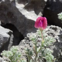 Cicer incisum Amoustera HM 1