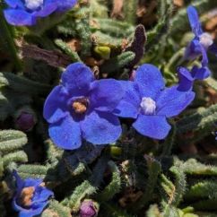 Anchusa cespitosa Amoustera2 1 1