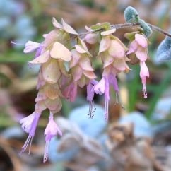 Origanum dictamnus Lamiaceae Musée archéologique Dème Héraklion Crète 2018 01