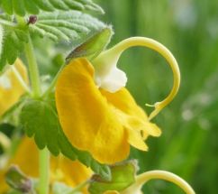 Rynchochorys orientalis Vayots Dzor3bis 1