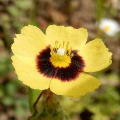 Tuberaria guttata nea roumata