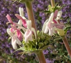 Morina persica Gulcimen3 1