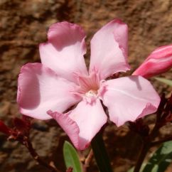 Nerium oleander Sougia