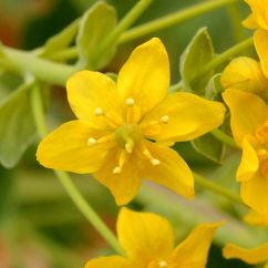 Leontice leontopetalum Berberidaceae Dème Chios Égée Septentrionale 2019 02