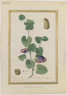 aristolochia c